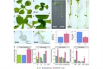 The transcription factor ENHANCER OF SHOOT REGENERATION 2 orchestrates cytokinin dynamics leading to developmental reprograming and green callus formation