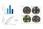 The tps5, tps10 and tps11 class II trehalose phosphate synthase mutants alter carbon allocation to starch and organic and amino acids at two different photoperiods in Arabidopsis