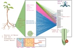 Dissecting the role of bHLH transcription factors in the potato spindle tuber viroid (PSTVd)-tomato pathosystem using network approaches