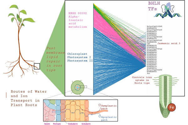 Dissecting the role of bHLH transcription factors in the potato spindle tuber viroid (PSTVd)-tomato pathosystem using network approaches
