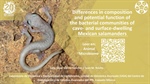 Differences in composition and potential function of the bacterial communities of cave- and surface-dwelling Mexican salamanders