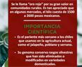 Chiltepin