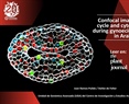 Confocal imaging of the cell cycle and cytokinin signaling during gynoecium development in Arabidopsis