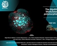 The MpANT-Auxin Loop Modulates Marchantia polymorpha Development