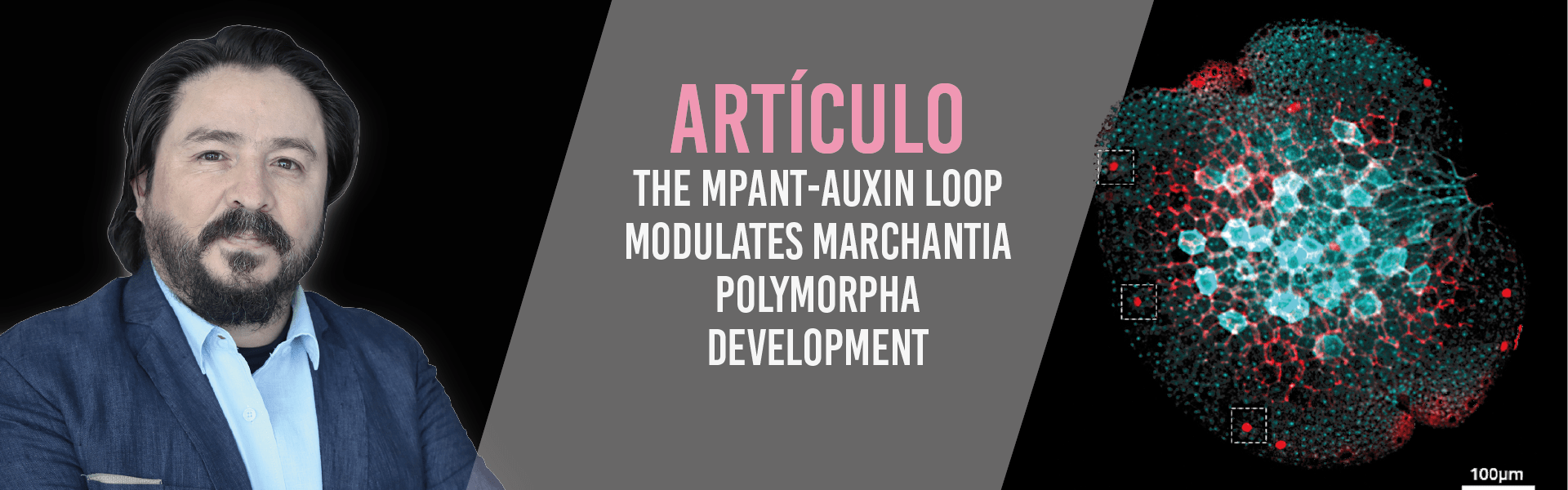 The MpANT-Auxin Loop Modulates Marchantia polymorpha Development