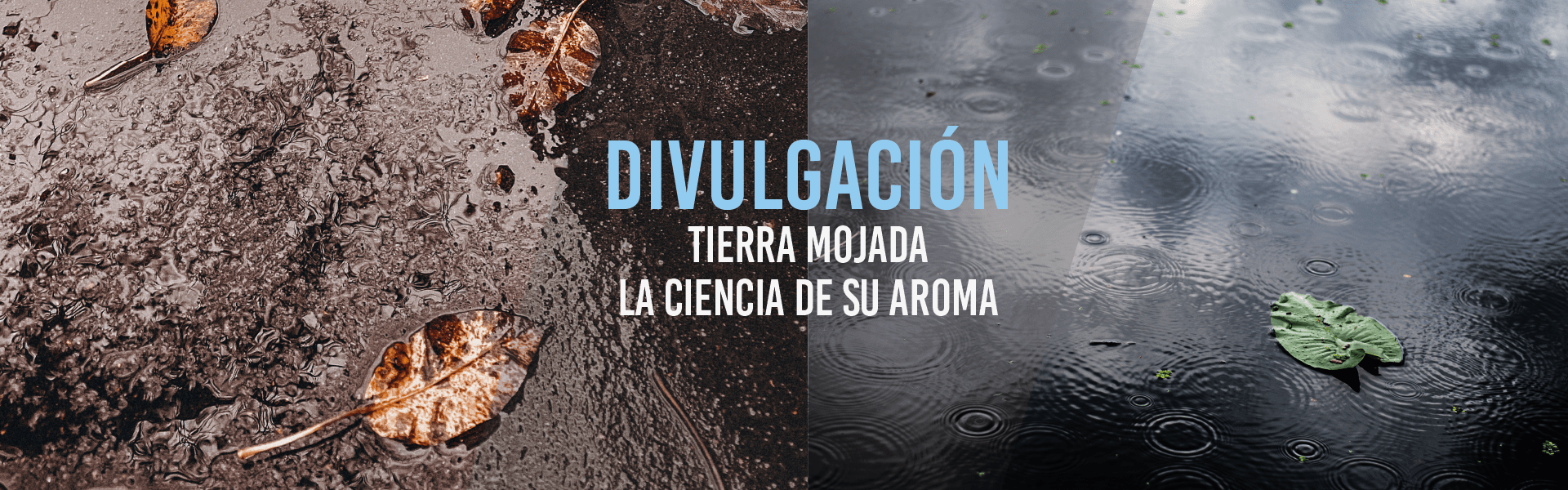 Tierra mojada