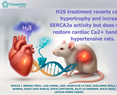 Dra. Norma Leticia Gómez Viquez - H2S treatment reverts cardiac hypertrophy and increases SERCA2a activity but does not fully restore cardiac Ca2+ handling in hypertensive rats.
