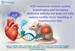 Dra. Norma Leticia Gómez Viquez - H2S treatment reverts cardiac hypertrophy and increases SERCA2a activity but does not fully restore cardiac Ca2+ handling in hypertensive rats.