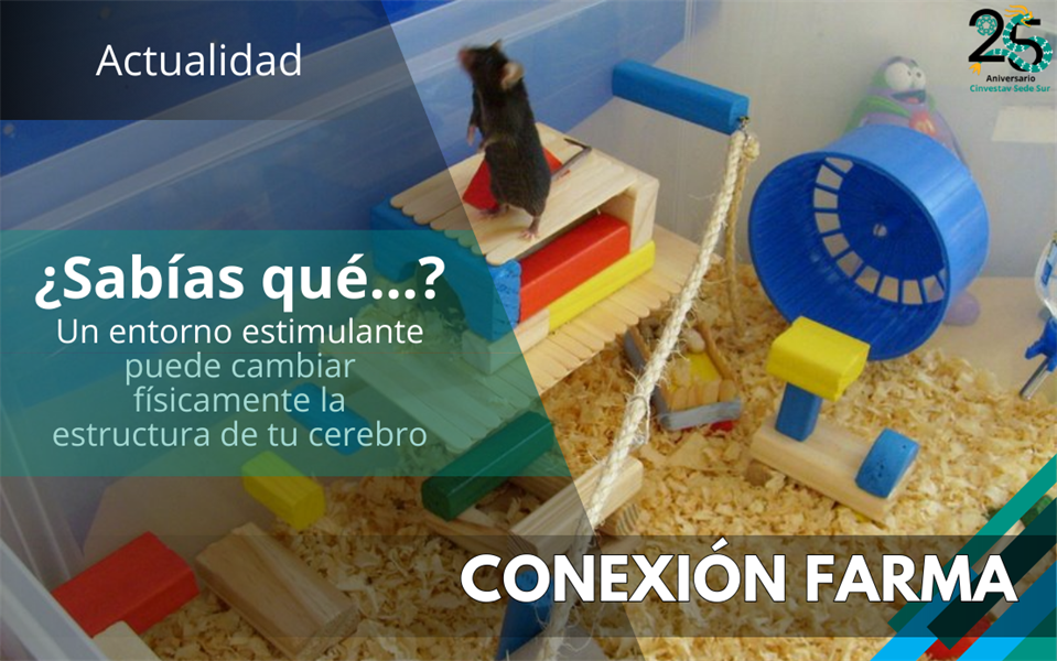 Las implicaciones del enriquecimiento ambiental en la plasticidad cerebral