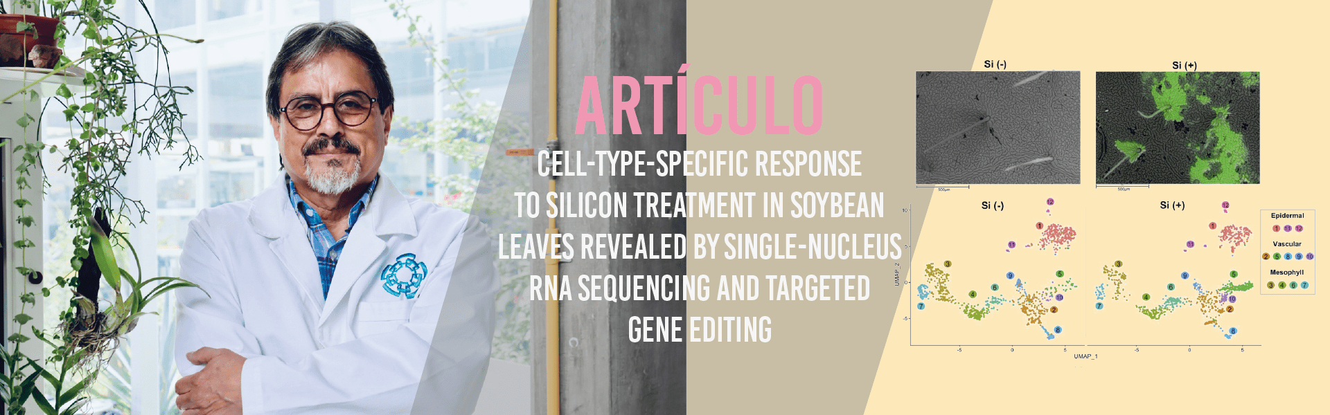 Cell-type-specific response to silicon treatment in soybean leaves revealed by single-nucleus RNA sequencing and targeted gene editing