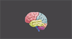 Cerebro humano: Regiones y enfermedades