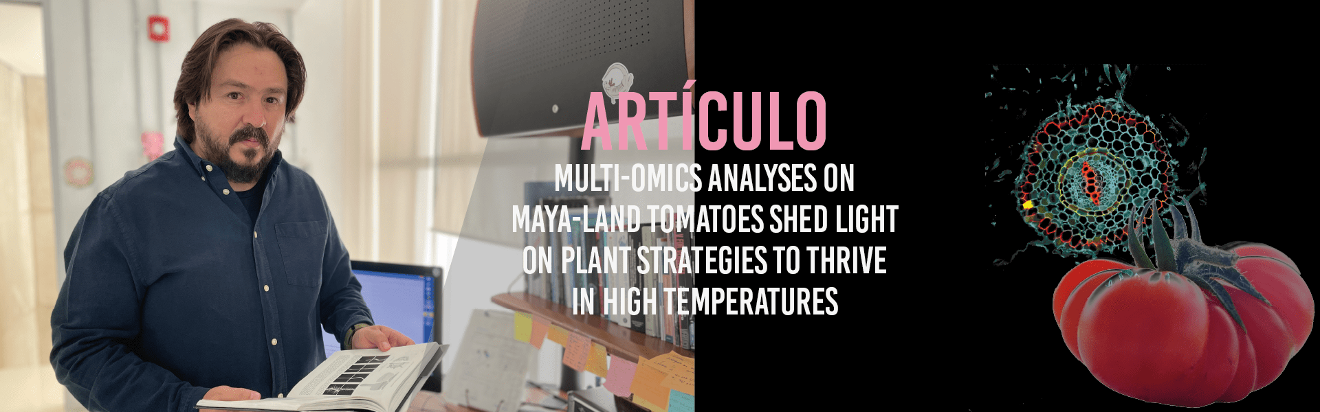Multi-Omics Analyses on Maya-Land Tomatoes Shed Light on Plant Strategies to Thrive in High Temperatures