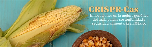 CRISPR-Cas: Innovaciones en la mejora genética del maíz para la sostenibilidad y seguridad alimentaria en México