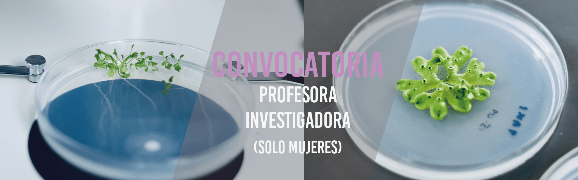 Profesora Investigadora (Solo mujeres)