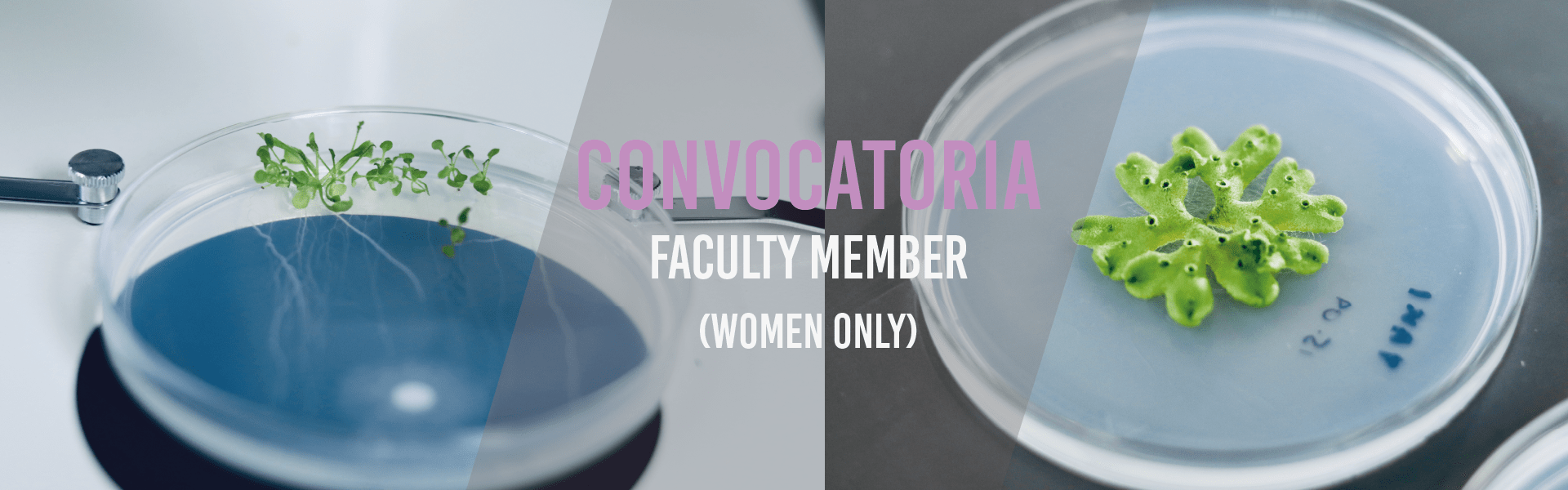 Faculty Member (Women only)