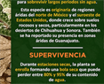 La planta de la resurrección