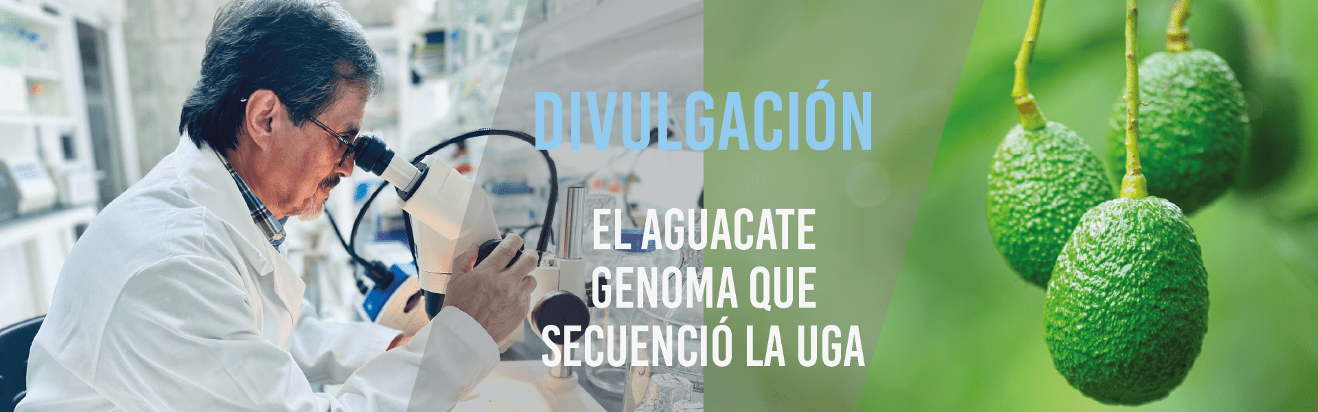 El aguacate