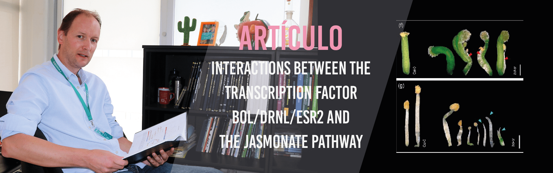 Interactions Between the Transcription Factor BOL/DRNL/ESR2 and the Jasmonate Pathway