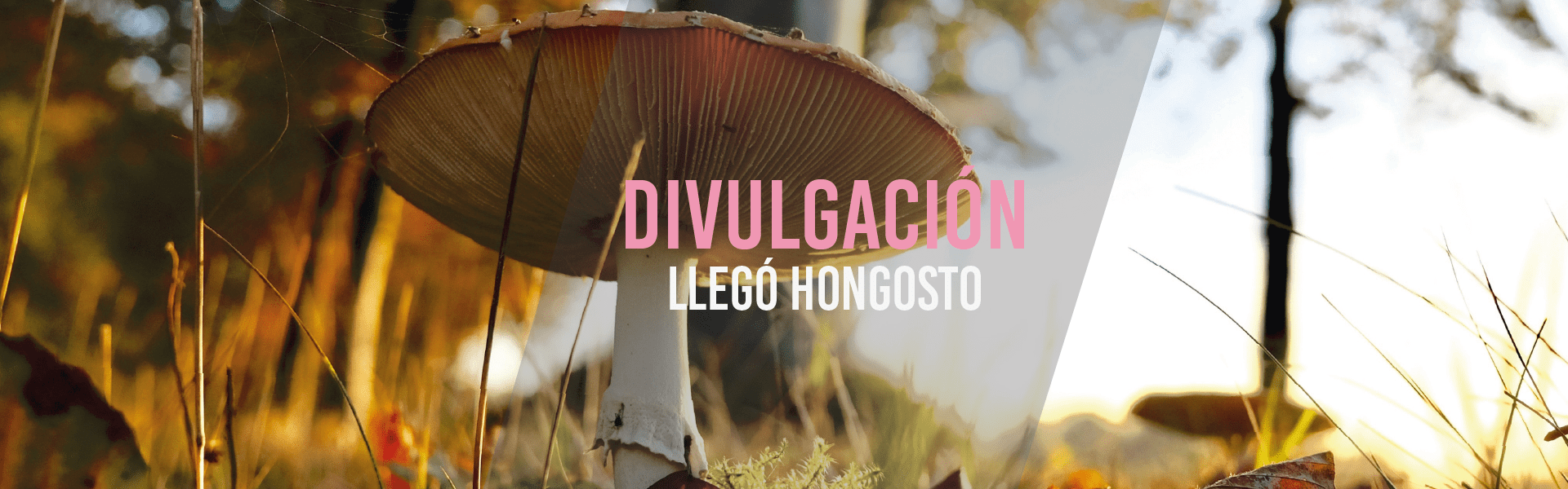Llegó hongosto