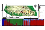Contribution of Range-Wide and Short-Scale Chemical Soil Variation to Local Adaptation in a Tropical Montane Forest Tree
