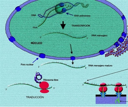 El análisis de transcriptomas como herramienta para estudiar y...