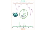 Potential of FT-MIR/GC-MS Multivariate Hyphenation for the Fast Characterization of Agavins Metabolism