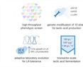Metabolic engineering and adaptive laboratory evolution of Kluyveromyces Marxianus for lactic acid production