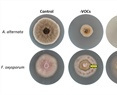 Volatile Metabolome and Transcriptomic Analysis of Kosakonia cowanii Ch1 During Competitive Interaction with Sclerotium rolfsii Reveals New Biocontrol Insights