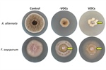 Volatile Metabolome and Transcriptomic Analysis of Kosakonia cowanii Ch1 During Competitive Interaction with Sclerotium rolfsii Reveals New Biocontrol Insights