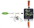 The Transcription Factor CaNAC81 Is Involved in the Carotenoid Accumulation in Chili Pepper Fruits