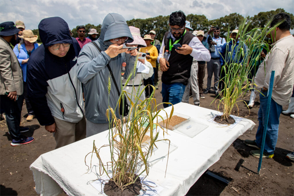 2025 Toluca Field Day: From Genes to Impact: Accelerating Wheat Disease Resistance and Climate Resilience