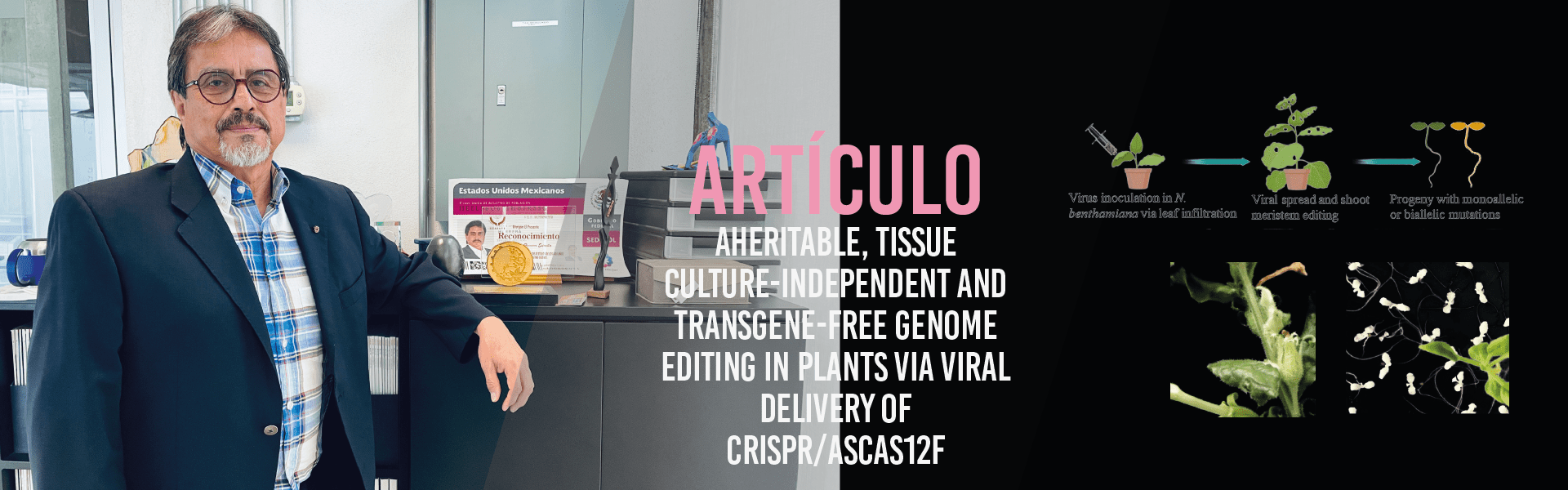 Heritable, Tissue Culture-Independent and Transgene-Free Genome Editing in Plants via Viral Delivery of CRISPR/AsCas12f