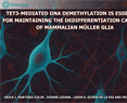 Tet3-mediated DNA demethylation is essential for maintaining the dedifferentiation capacity of mammalian Müller glia