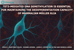 Tet3-mediated DNA demethylation is essential for maintaining the dedifferentiation capacity of mammalian Müller glia