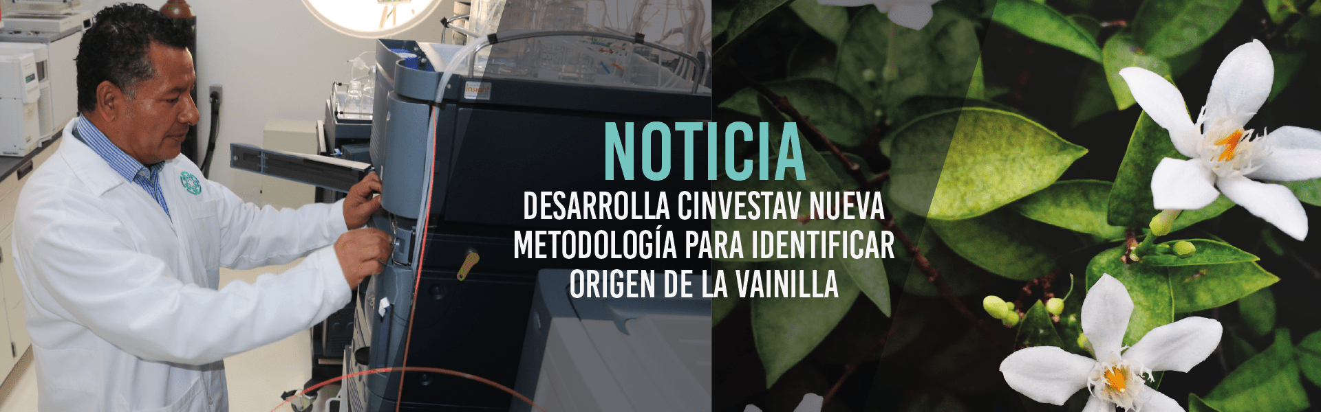 Desarrolla Cinvestav nueva metodología para identificar origen de la vainilla
