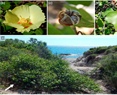 Conservation genetics of the wild cotton Gossypium turneri: a species threatened by tourism-driven coastal development in Sonora, Mexico