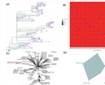 Genomic insights into host-associated variants and transmission features of a ToBRFV isolate from Mexico
