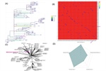 Genomic insights into host-associated variants and transmission features of a ToBRFV isolate from Mexico
