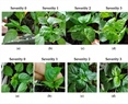 Resistance Assessment to PHYVV and PepGMV in Wild and Domesticated Accessions of Capsicum annuum L. by Bioballistic Inoculation