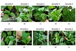 Resistance Assessment to PHYVV and PepGMV in Wild and Domesticated Accessions of Capsicum annuum L. by Bioballistic Inoculation