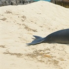 Influencia las actividades humanas en los varamientos de delfines