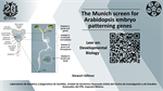 The Munich screen for Arabidopsis embryo patterning genes