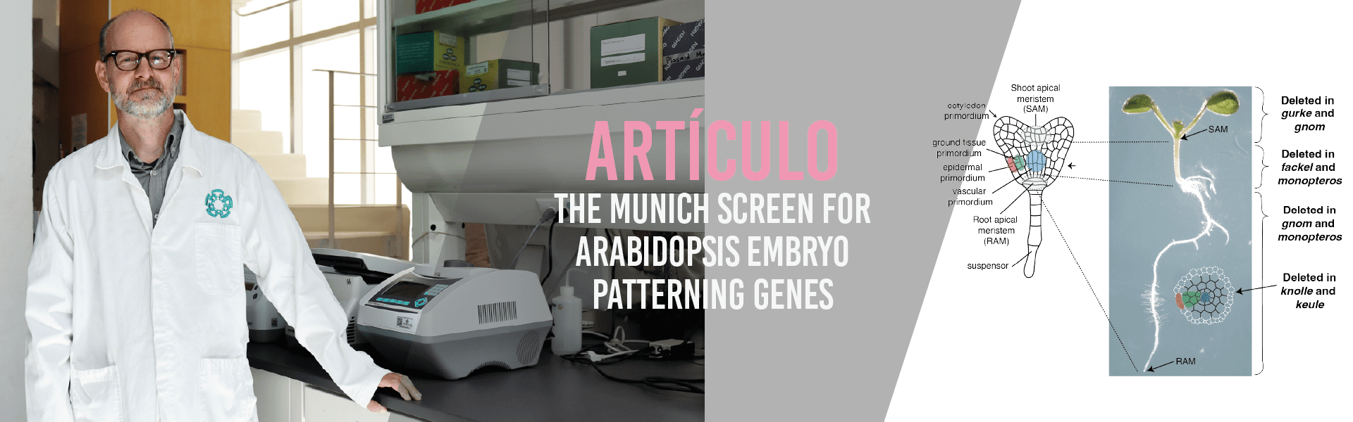 The Munich screen for Arabidopsis embryo patterning genes