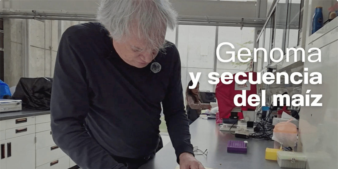 Cinvestav y el maíz mexicano