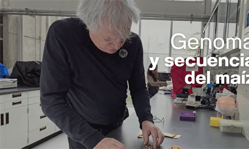 Cinvestav y el maíz mexicano