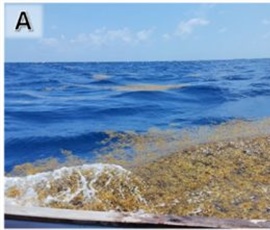 Emprendimientos biotecnológicos ante al desafío de los arribazones...