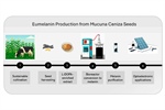 Sustainable Production and Characterization of Eumelanin from Organically Cultivated Mucuna ceniza Seeds: A High-Performance Biomaterial for Optoelectronic Applications