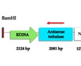 Transcriptomic Analysis of Osmotic Stress-Tolerant Somatic Embryos of Coffea arabica L. Mediated by the Coffee Antisense Trehalase Gene: A Marker-Free Approach