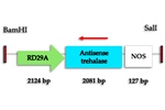 Transcriptomic Analysis of Osmotic Stress-Tolerant Somatic Embryos of Coffea arabica L. Mediated by the Coffee Antisense Trehalase Gene: A Marker-Free Approach