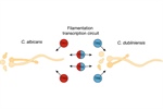 Filamentation Profiling Reveals Multiple Transcription Regulators Contributing to the Differences Between Candida albicans and Candida dubliniensis